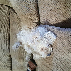 Meet your Posher, Addison